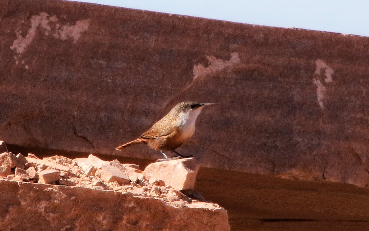 Canyon Wren - ML619314142