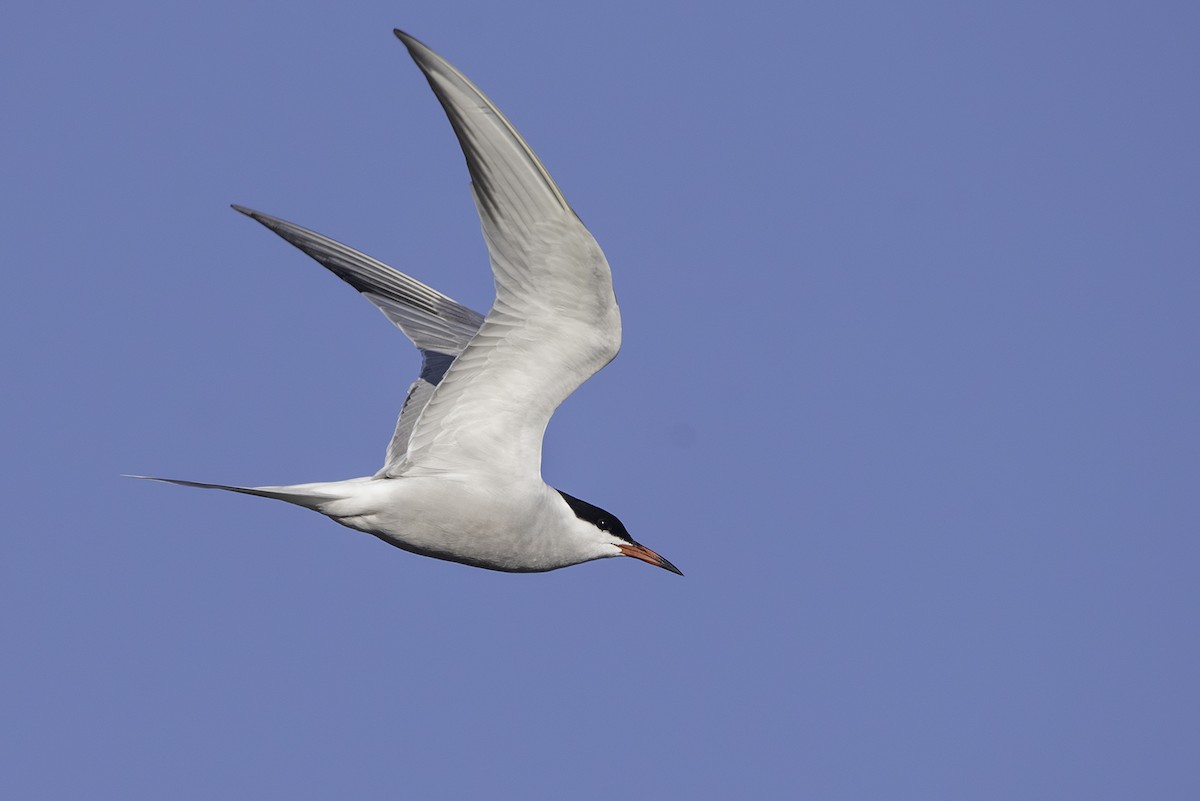 Common Tern - Cam Nikkel