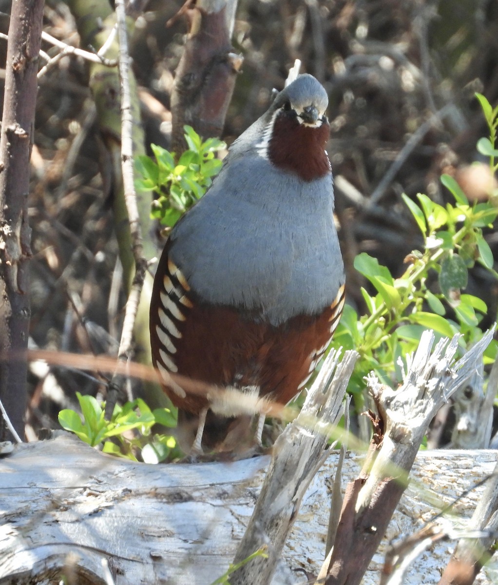 Mountain Quail - ML619314162