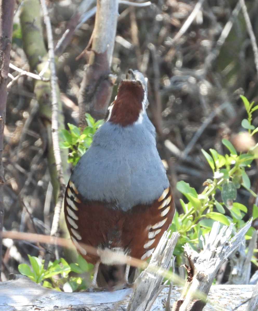 Mountain Quail - ML619314163