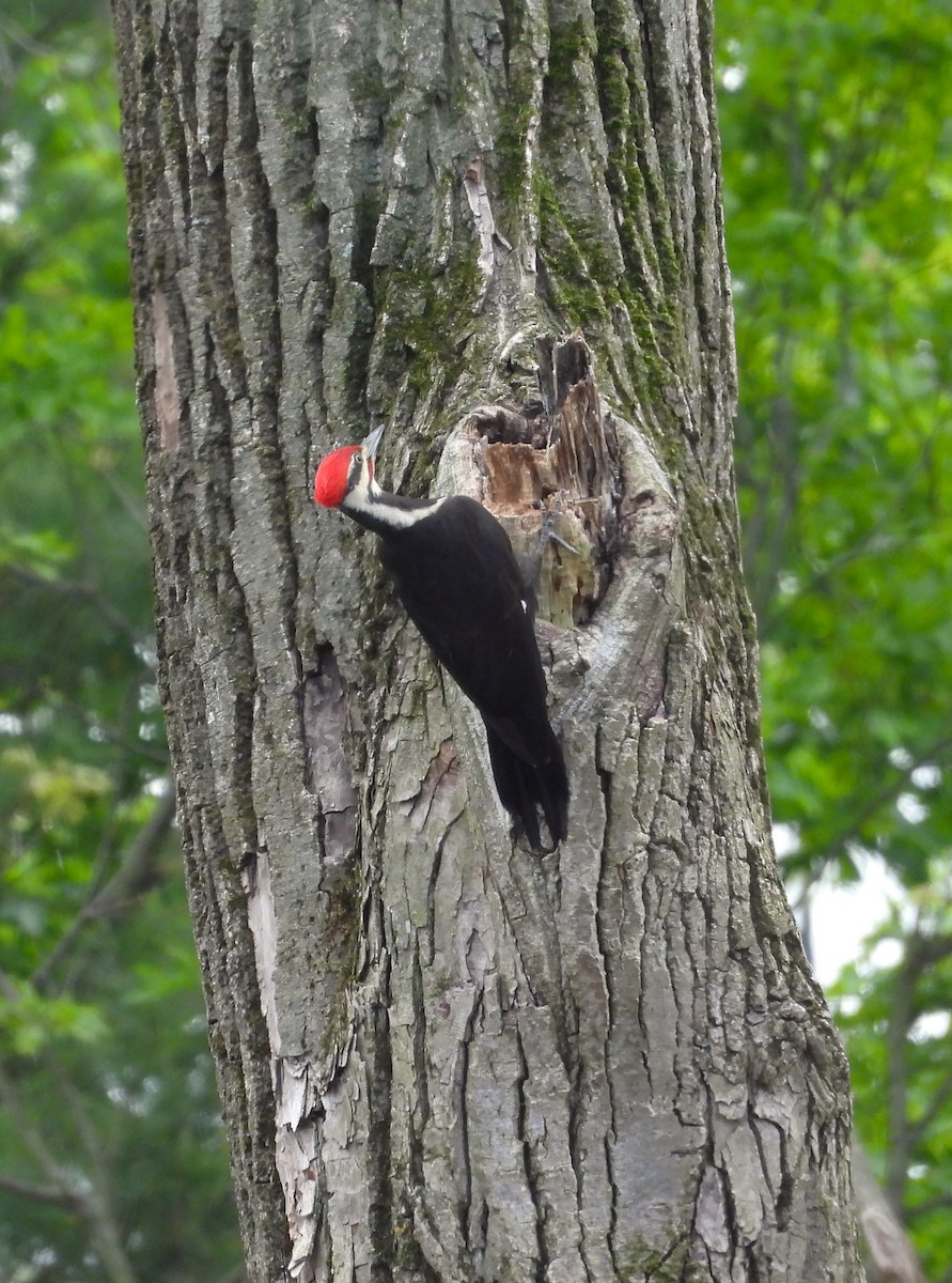 Pileated Woodpecker - ML619314177