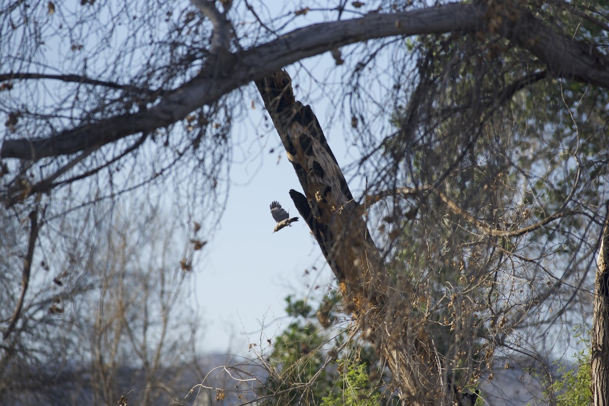 Gila Woodpecker - ML619314193