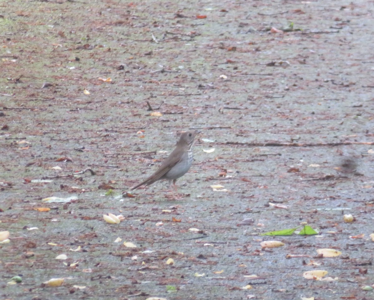 Gray-cheeked Thrush - ML619314194