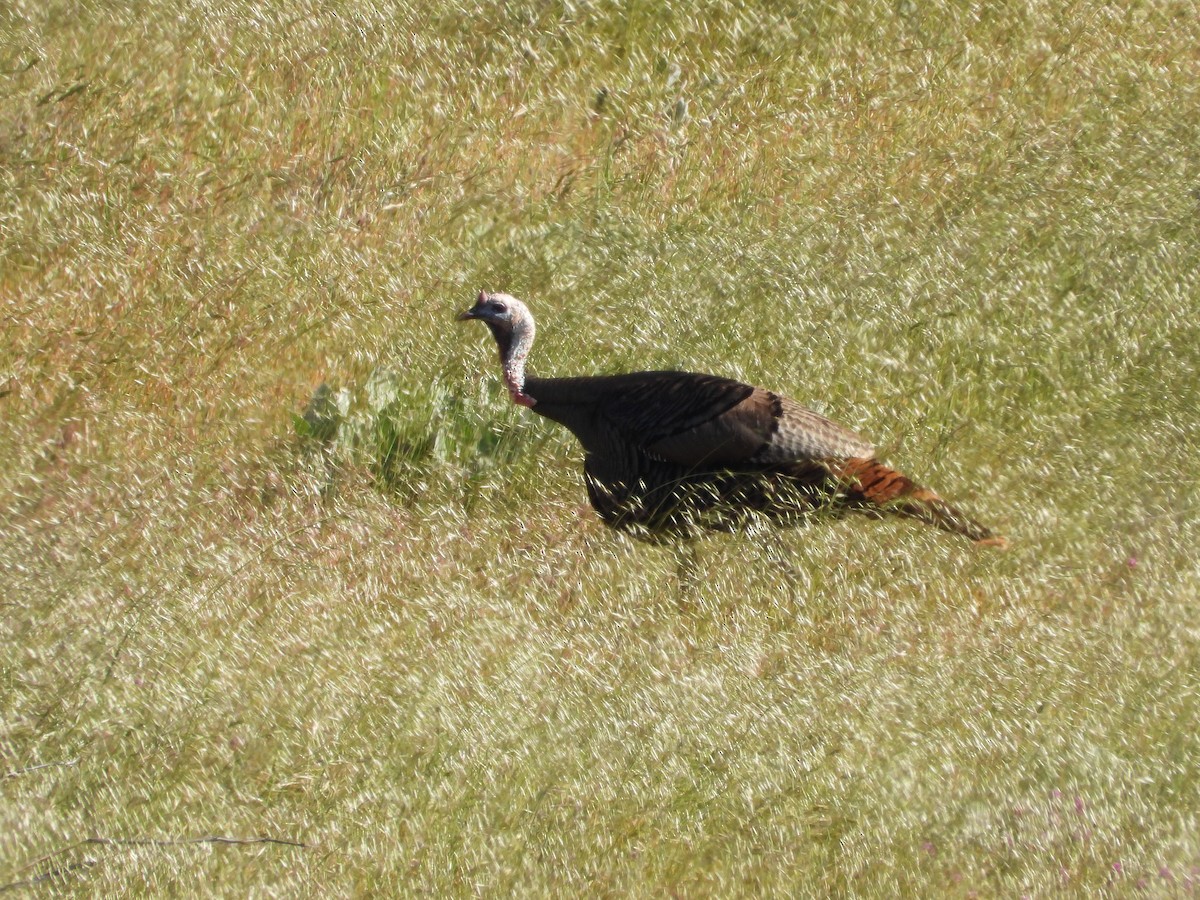 Guajolote Gallipavo - ML619314200