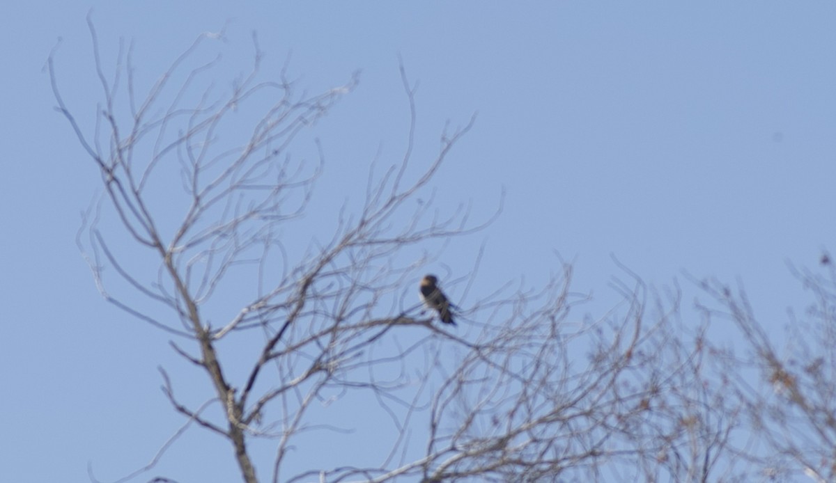 American Kestrel - Robert Carter