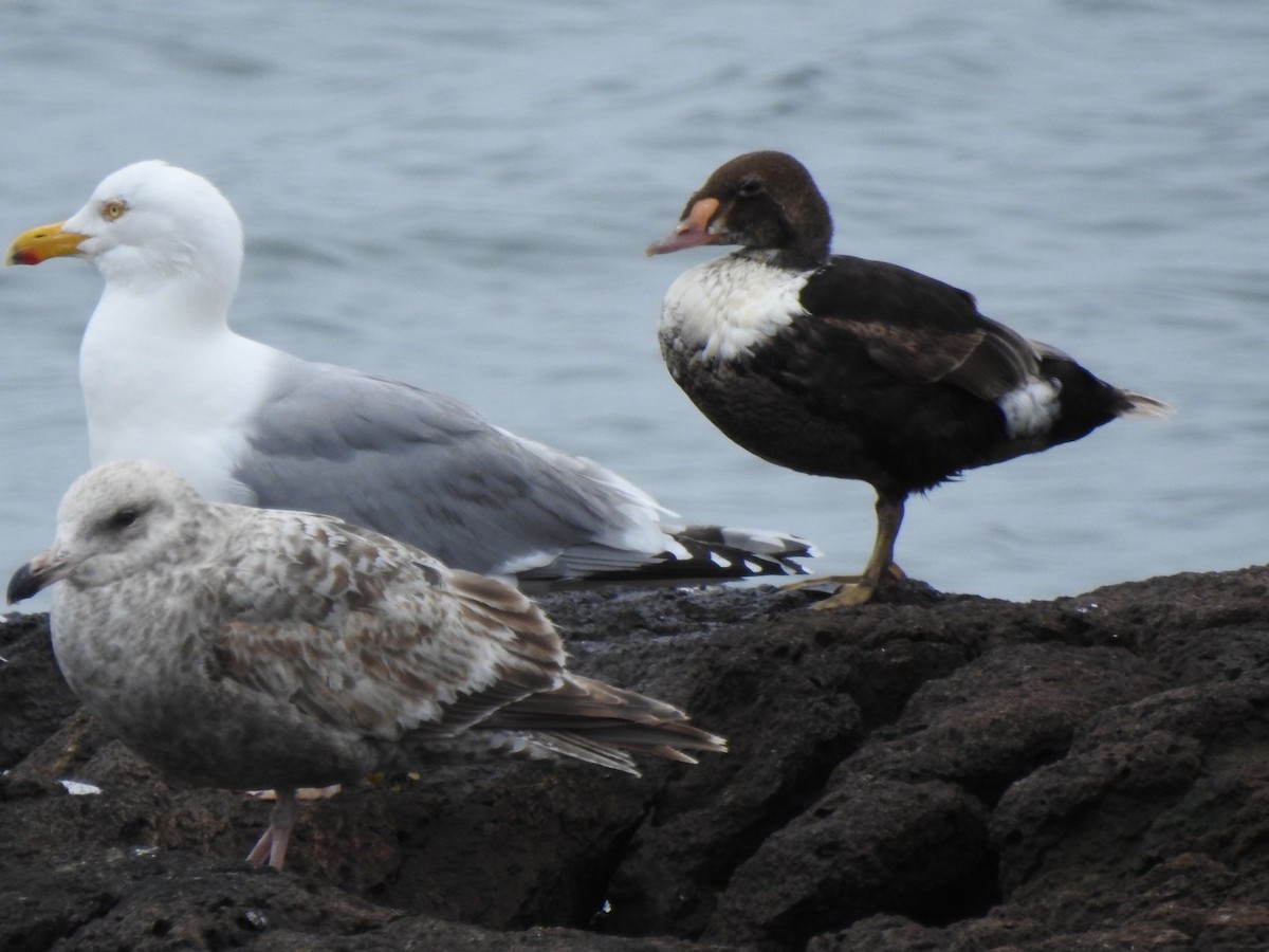 King Eider - Marc LeBlanc