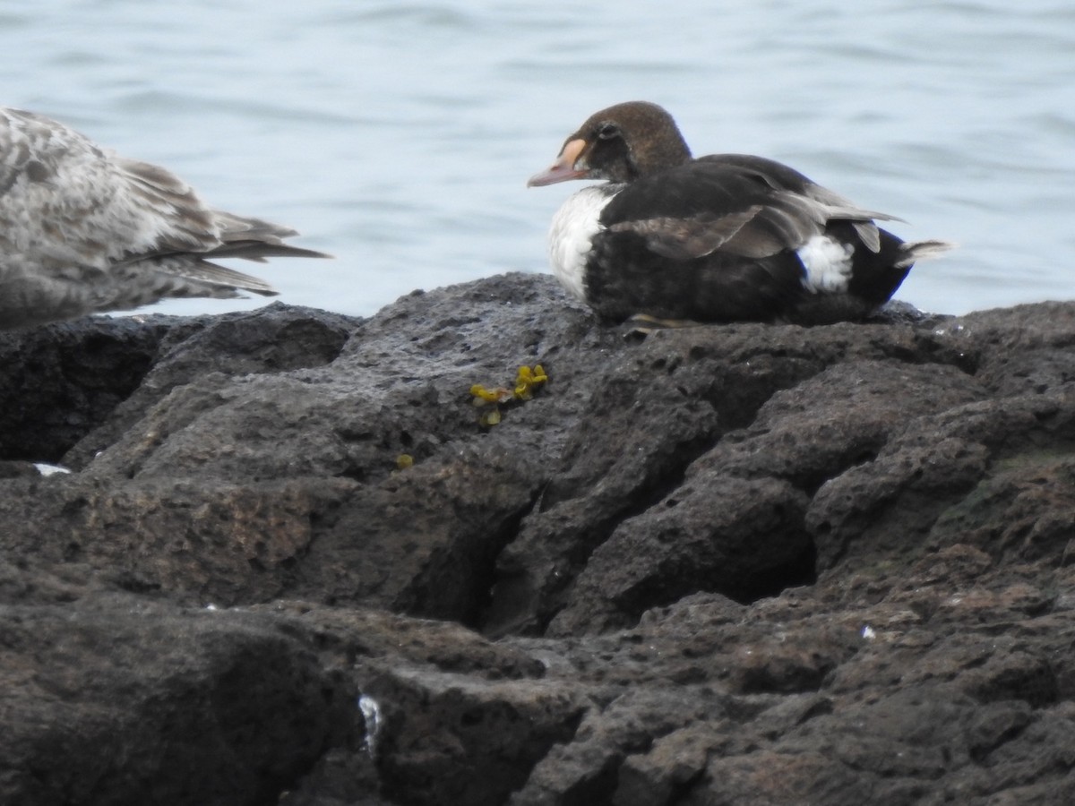 King Eider - Marc LeBlanc