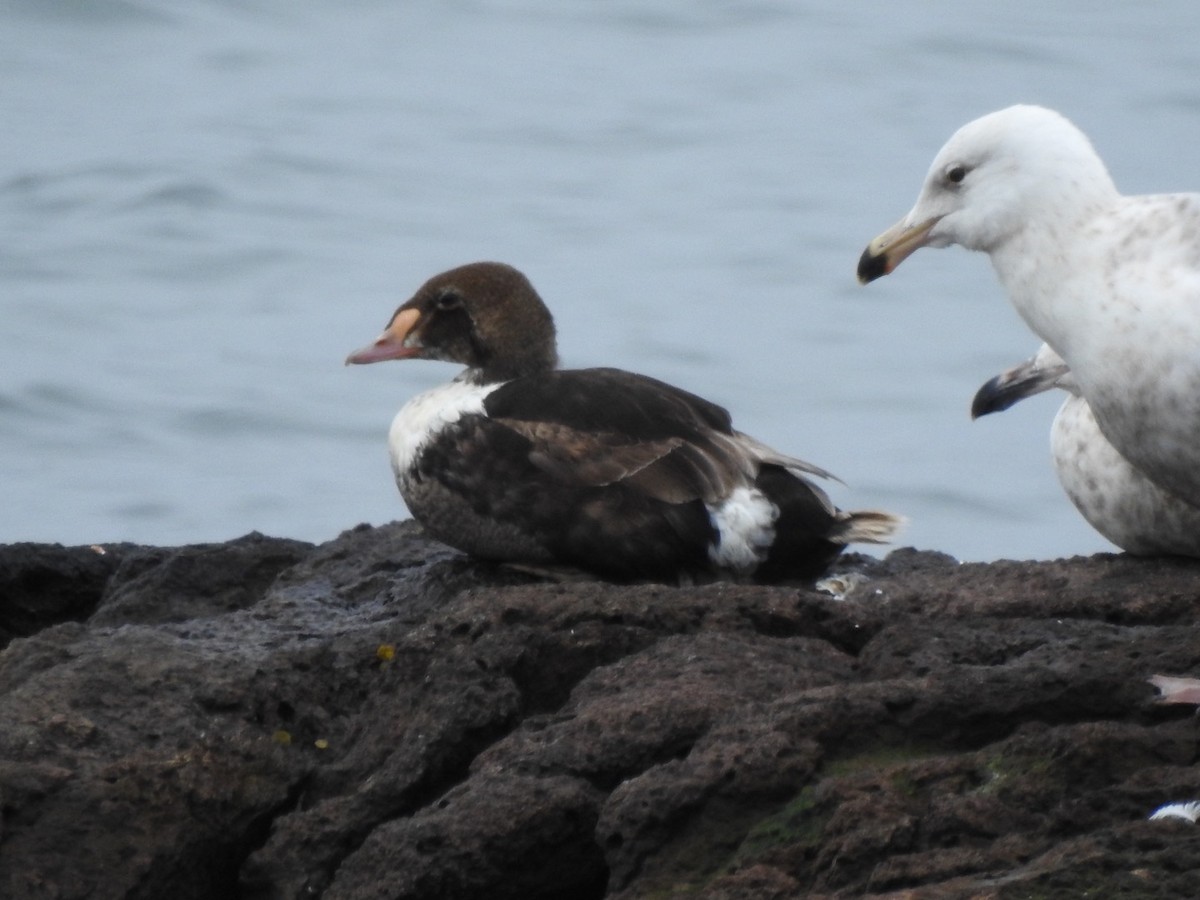 Eider à tête grise - ML619314216