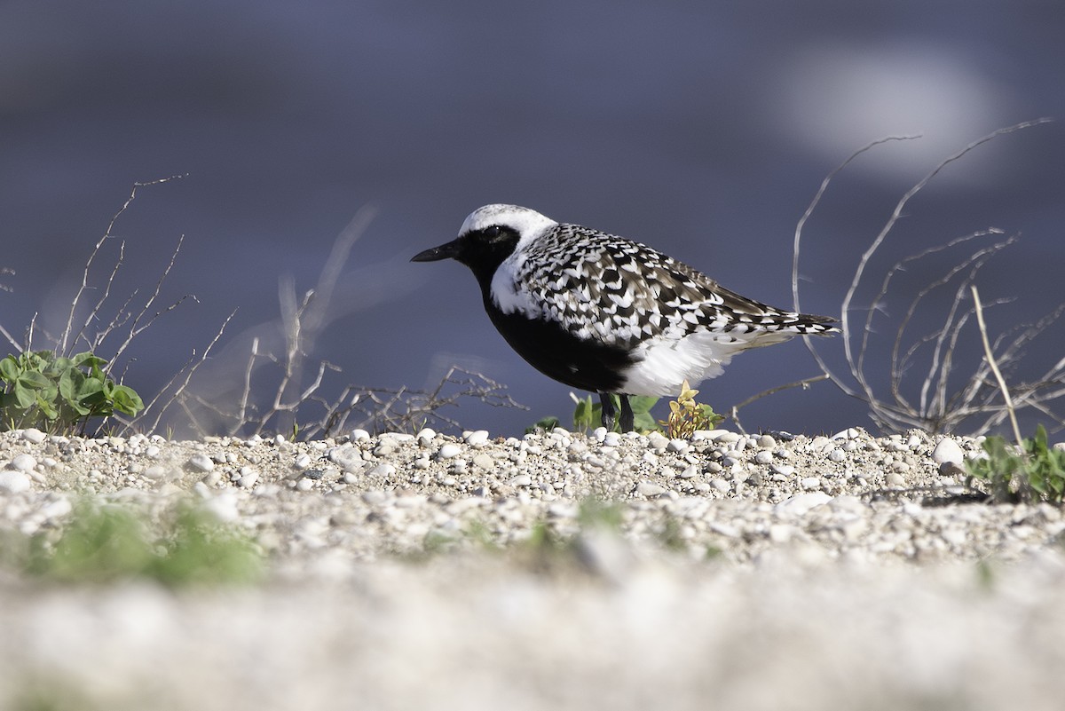 Black-bellied Plover - ML619314217