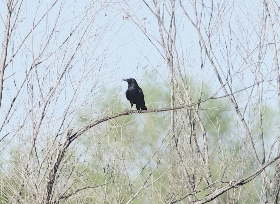 Common Raven - ML619314222