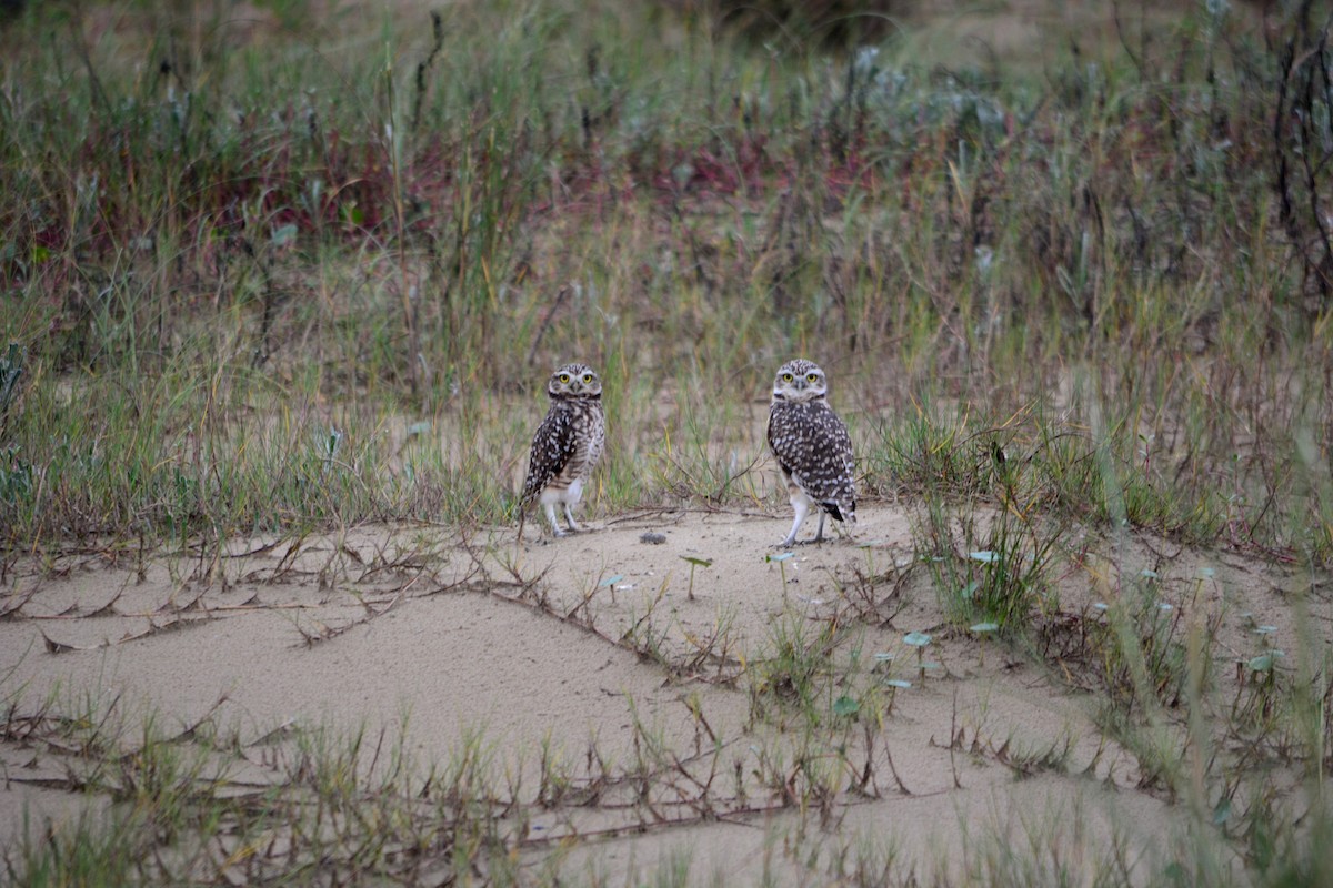 Burrowing Owl - João Gava Just