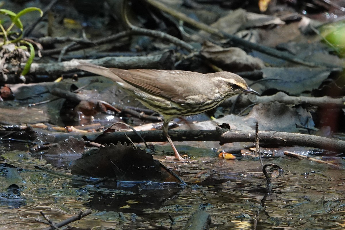 Northern Waterthrush - ML619314238