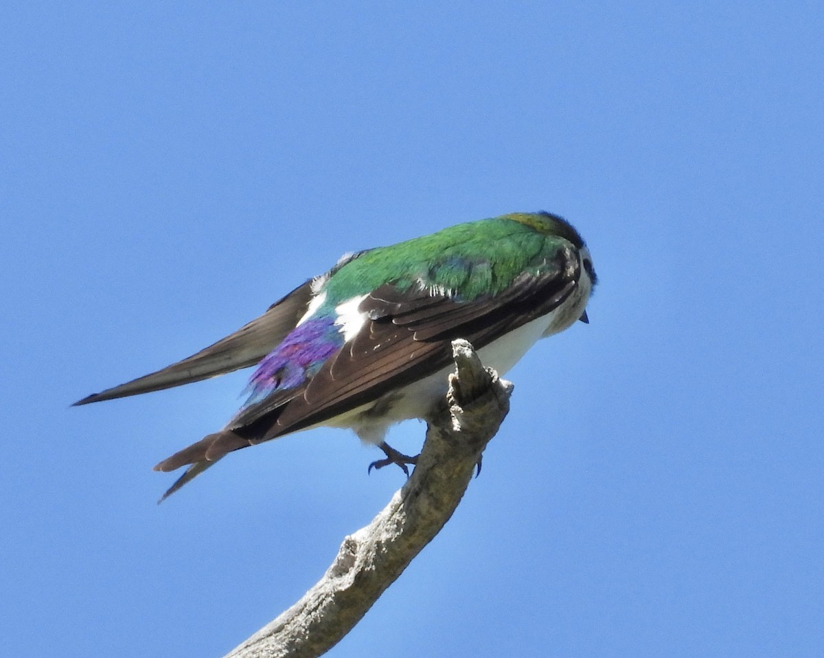 Violet-green Swallow - Roee Astor