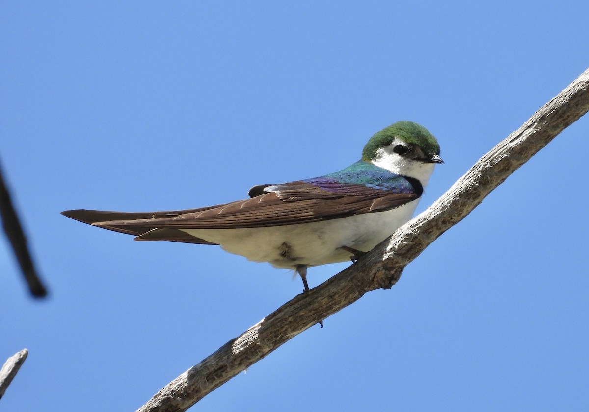 Violet-green Swallow - Roee Astor