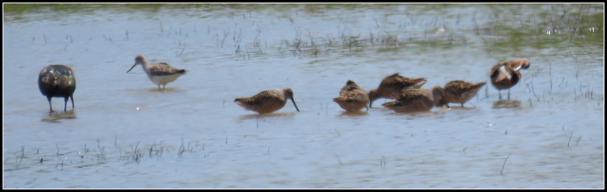 Long-billed Dowitcher - ML619314261