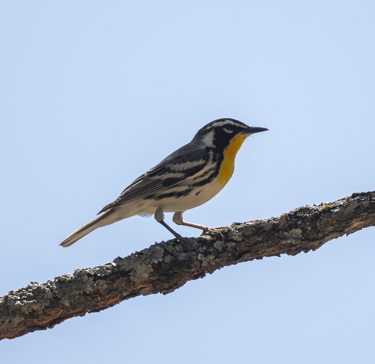 Yellow-throated Warbler - James McCall