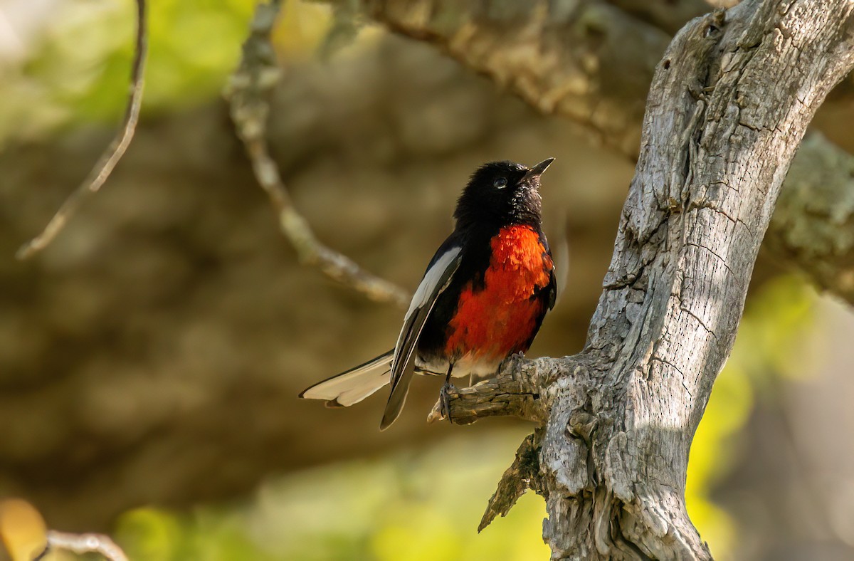 Painted Redstart - ML619314286