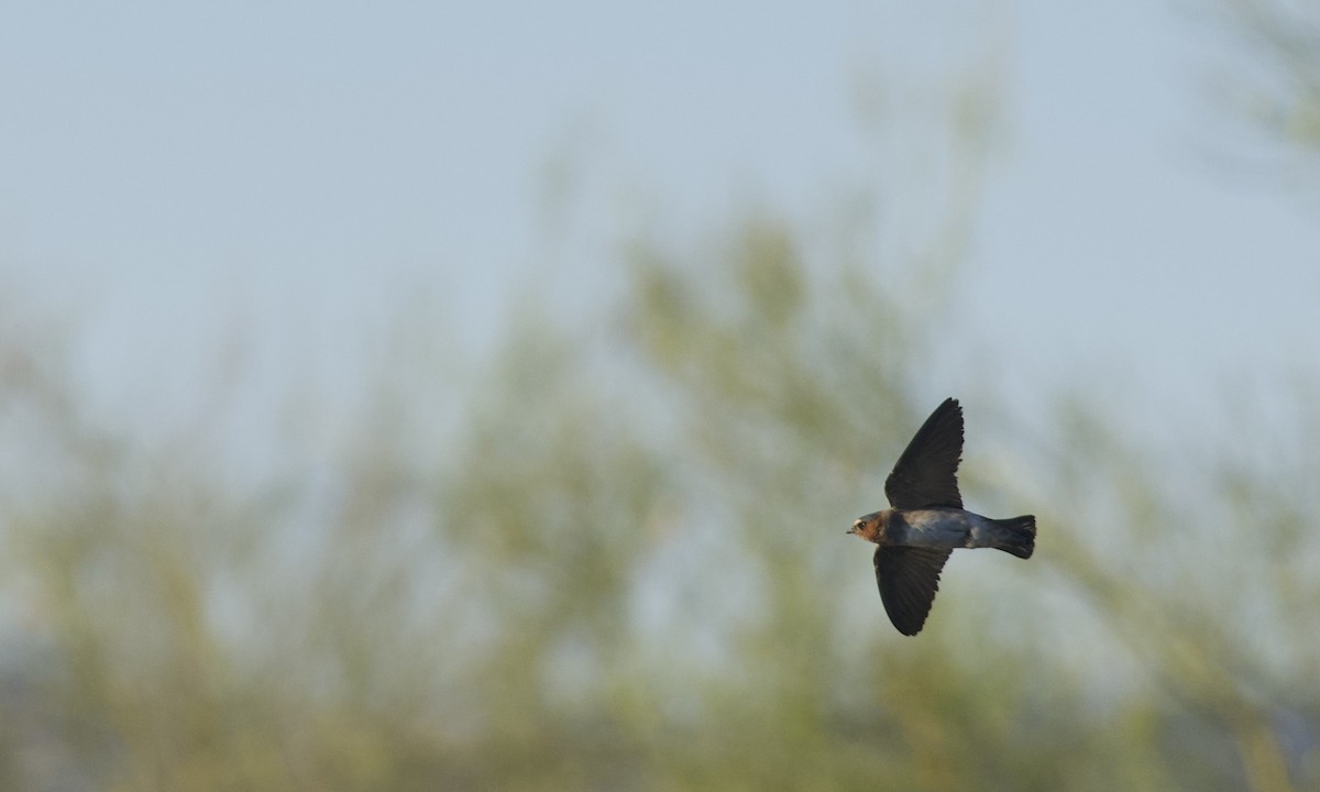 Golondrina Risquera (grupo pyrrhonota) - ML619314290