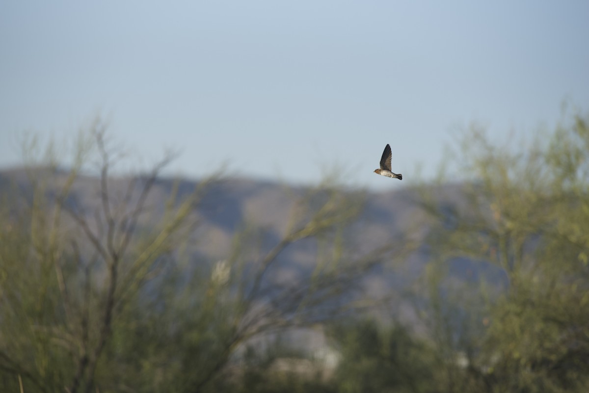 Golondrina Risquera (grupo pyrrhonota) - ML619314292