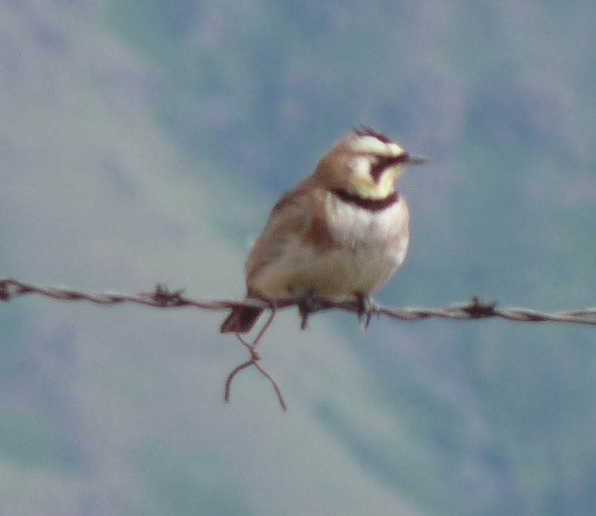 Horned Lark - ML619314294