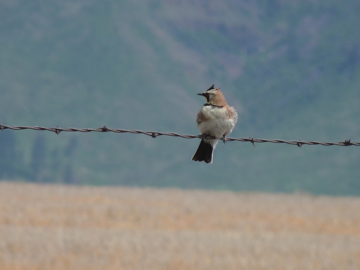 Horned Lark - ML619314296