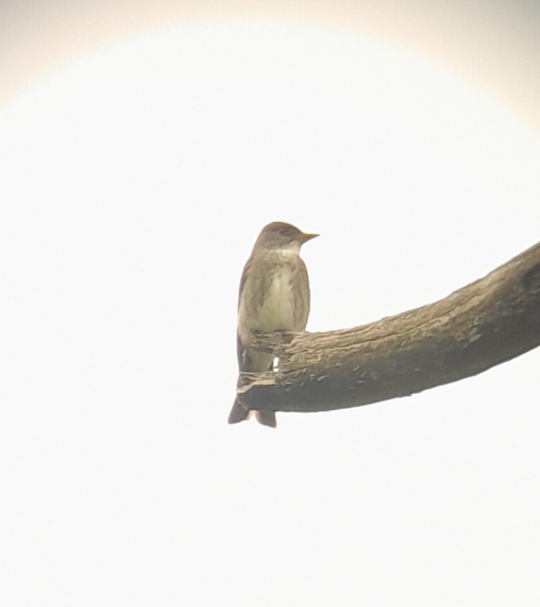 Olive-sided Flycatcher - Mark Johnson