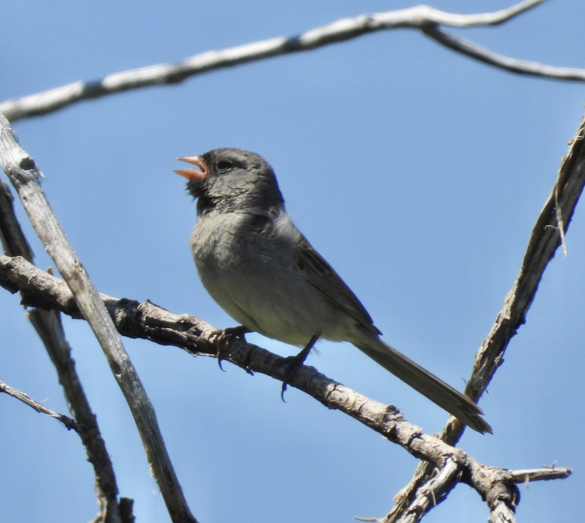 Black-chinned Sparrow - Roee Astor