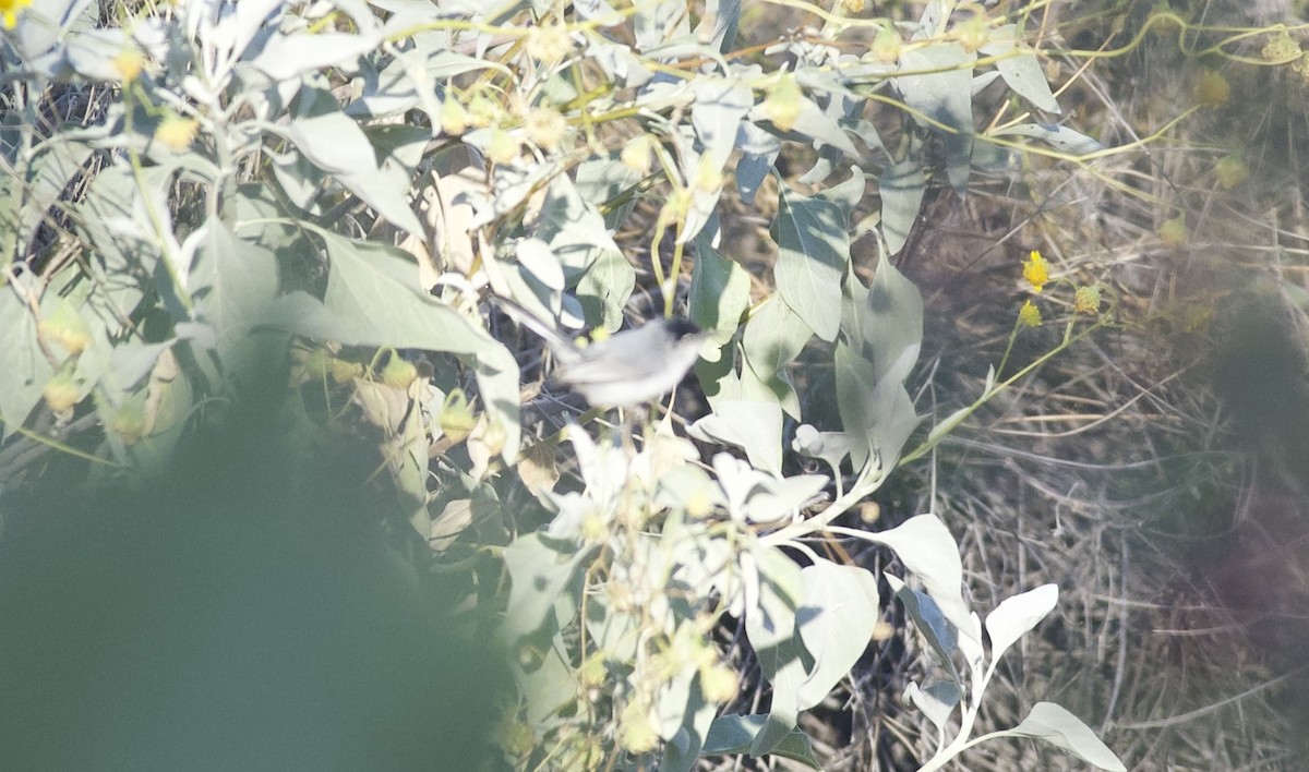 Black-tailed Gnatcatcher - ML619314307