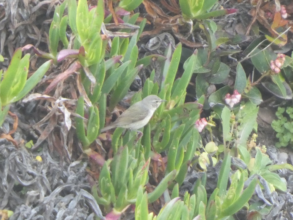 Tennessee Warbler - Dan Goldfield