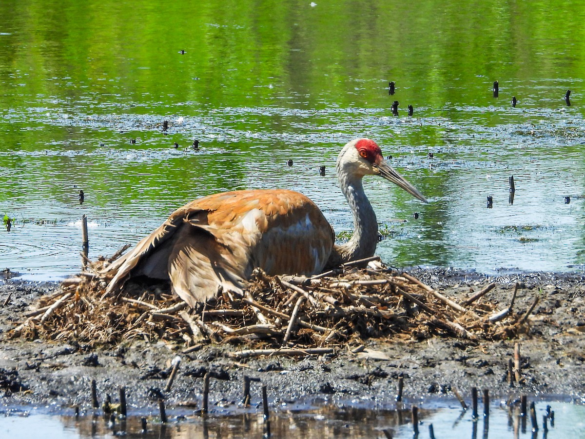 Sandhill Crane - Haley Gottardo