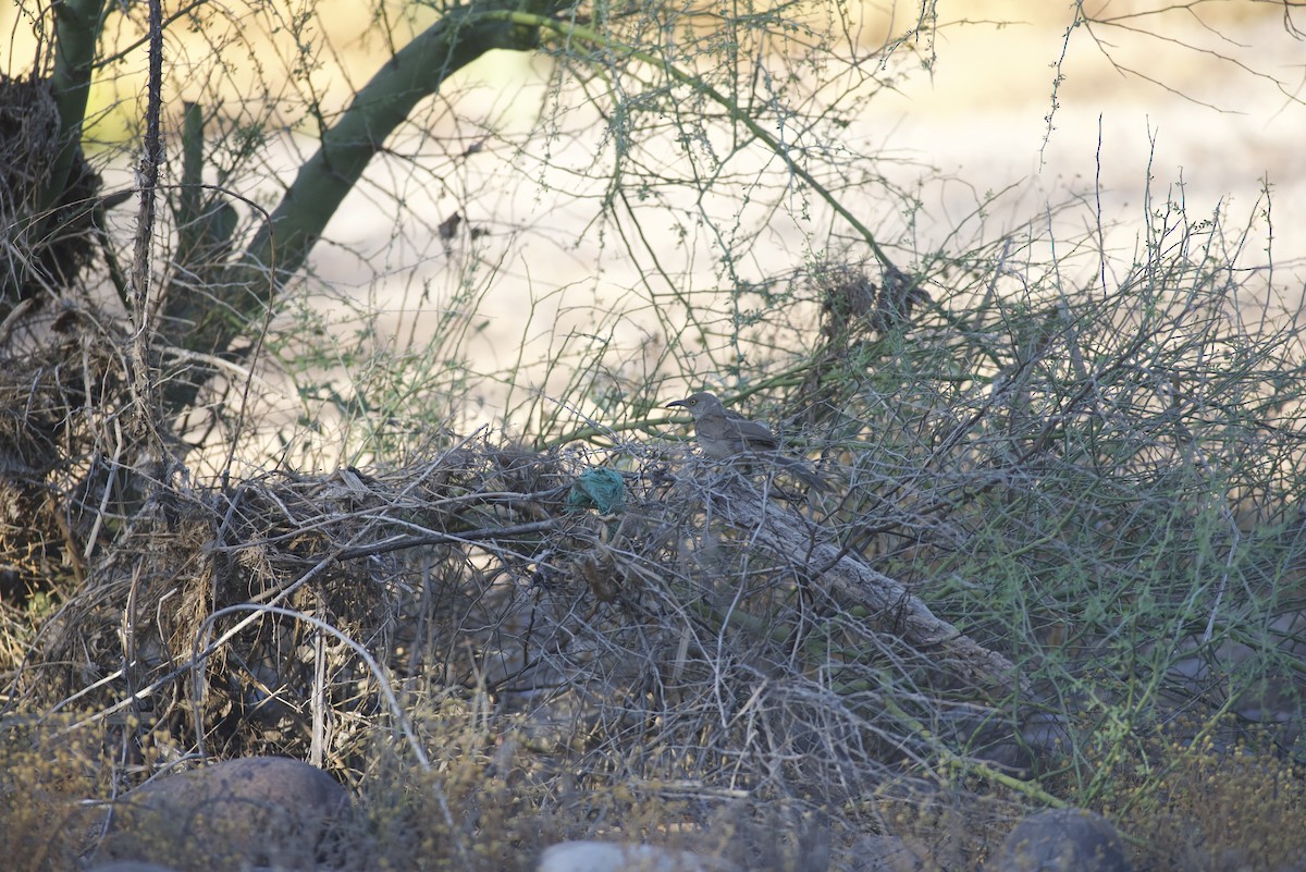 Curve-billed Thrasher (palmeri Group) - ML619314330