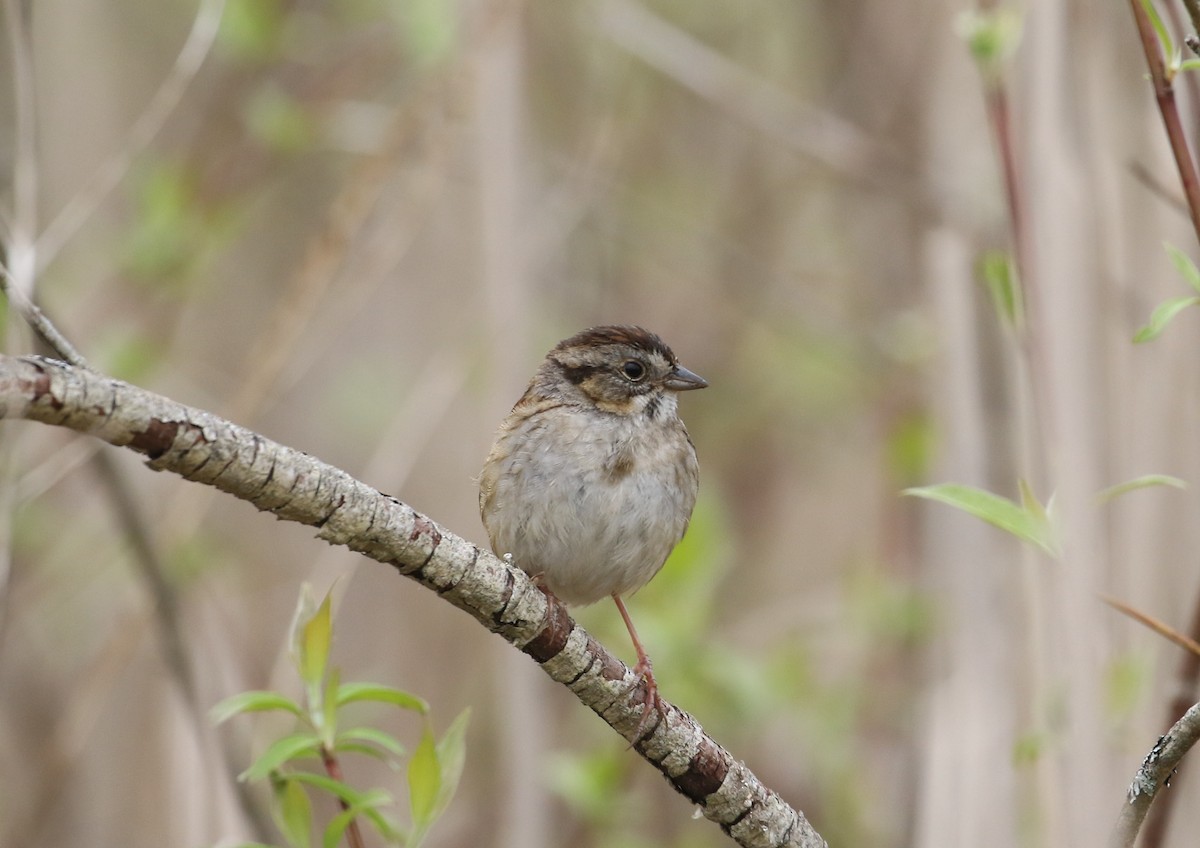 Swamp Sparrow - Robert Dixon