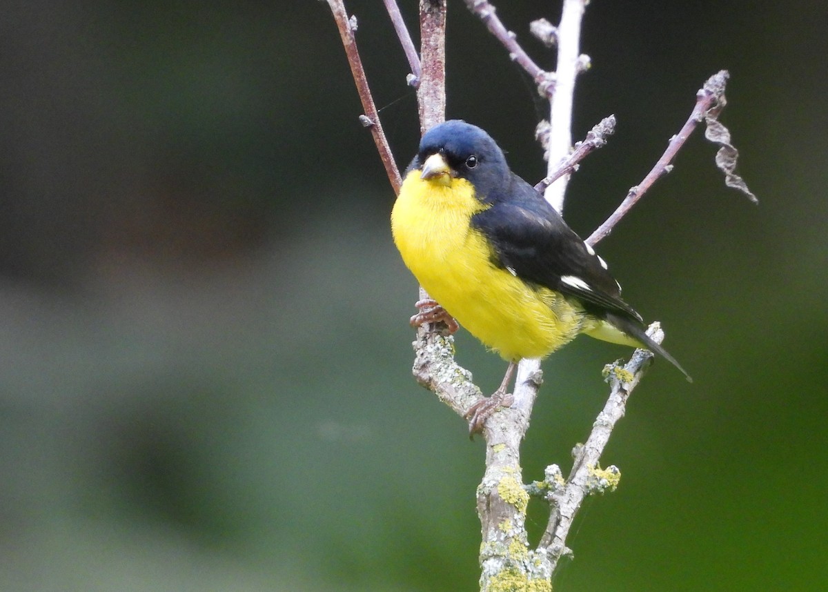 Lesser Goldfinch - Ed Kwater
