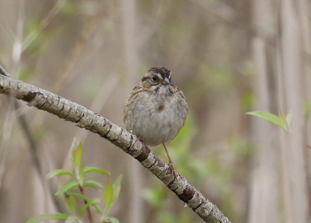 Swamp Sparrow - Robert Dixon