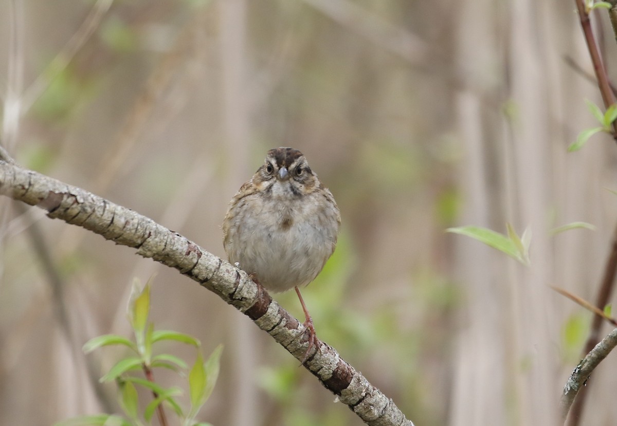 Swamp Sparrow - Robert Dixon