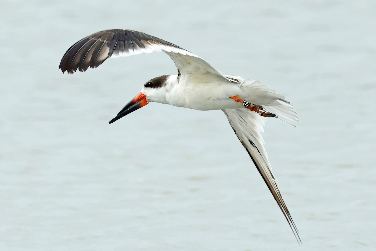 Black Skimmer - ML619314356