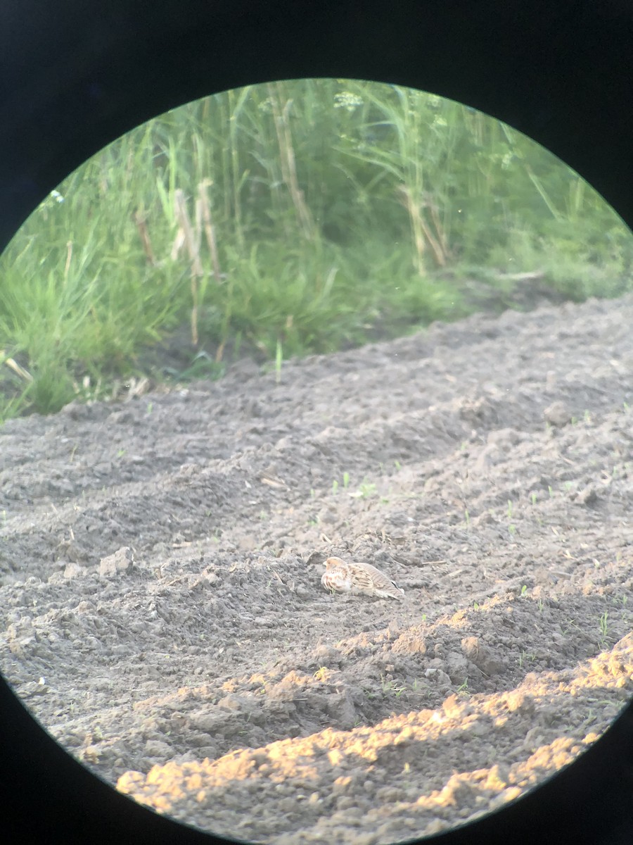 Gray Partridge - Jannick Forquignon