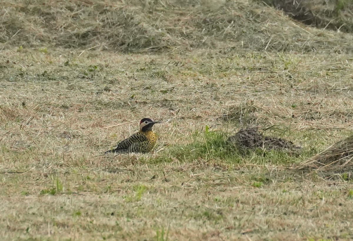 Green-barred Woodpecker - Jorge Blackhall