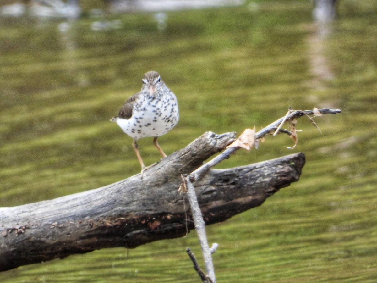 Spotted Sandpiper - Roger Medina