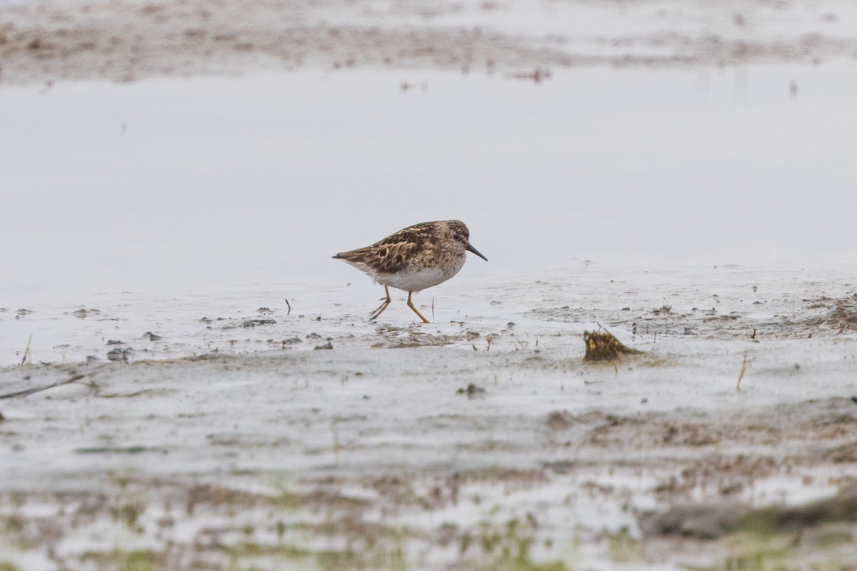 Least Sandpiper - ML619314367