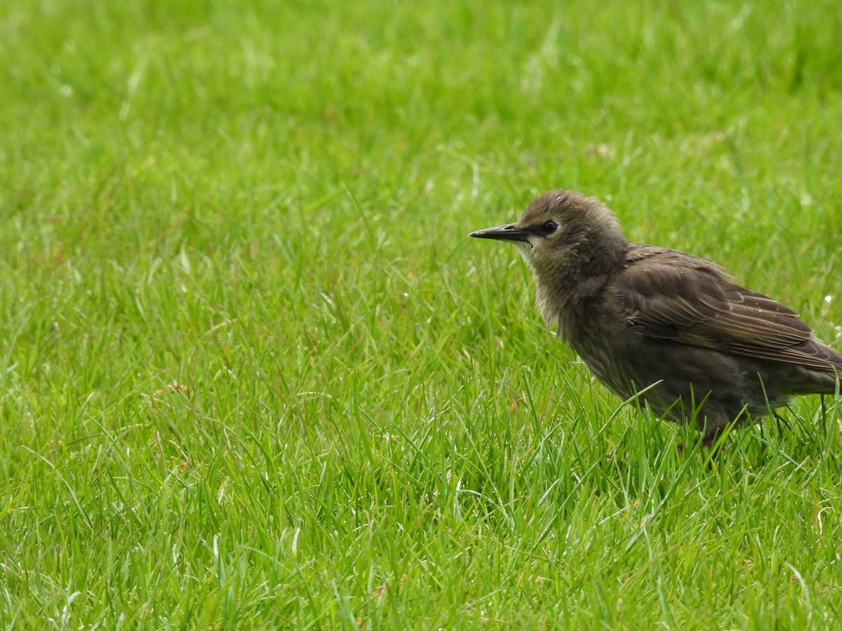 European Starling - ML619314371