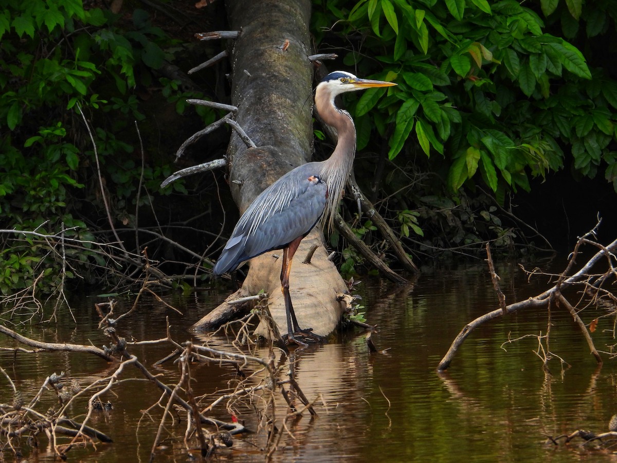 Great Blue Heron - ML619314376