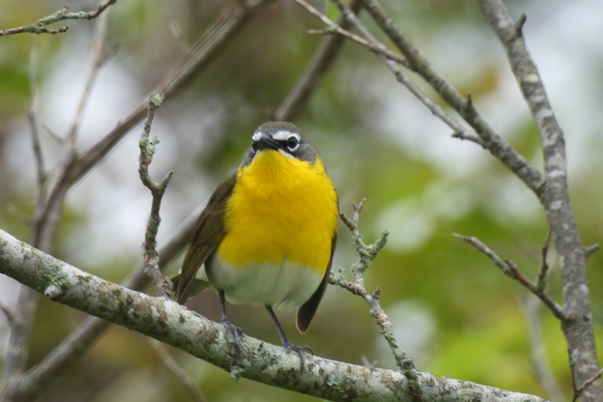Yellow-breasted Chat - Dave Milsom