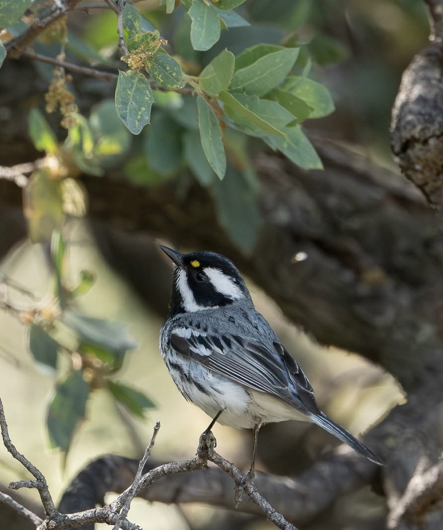 Black-throated Gray Warbler - ML619314382