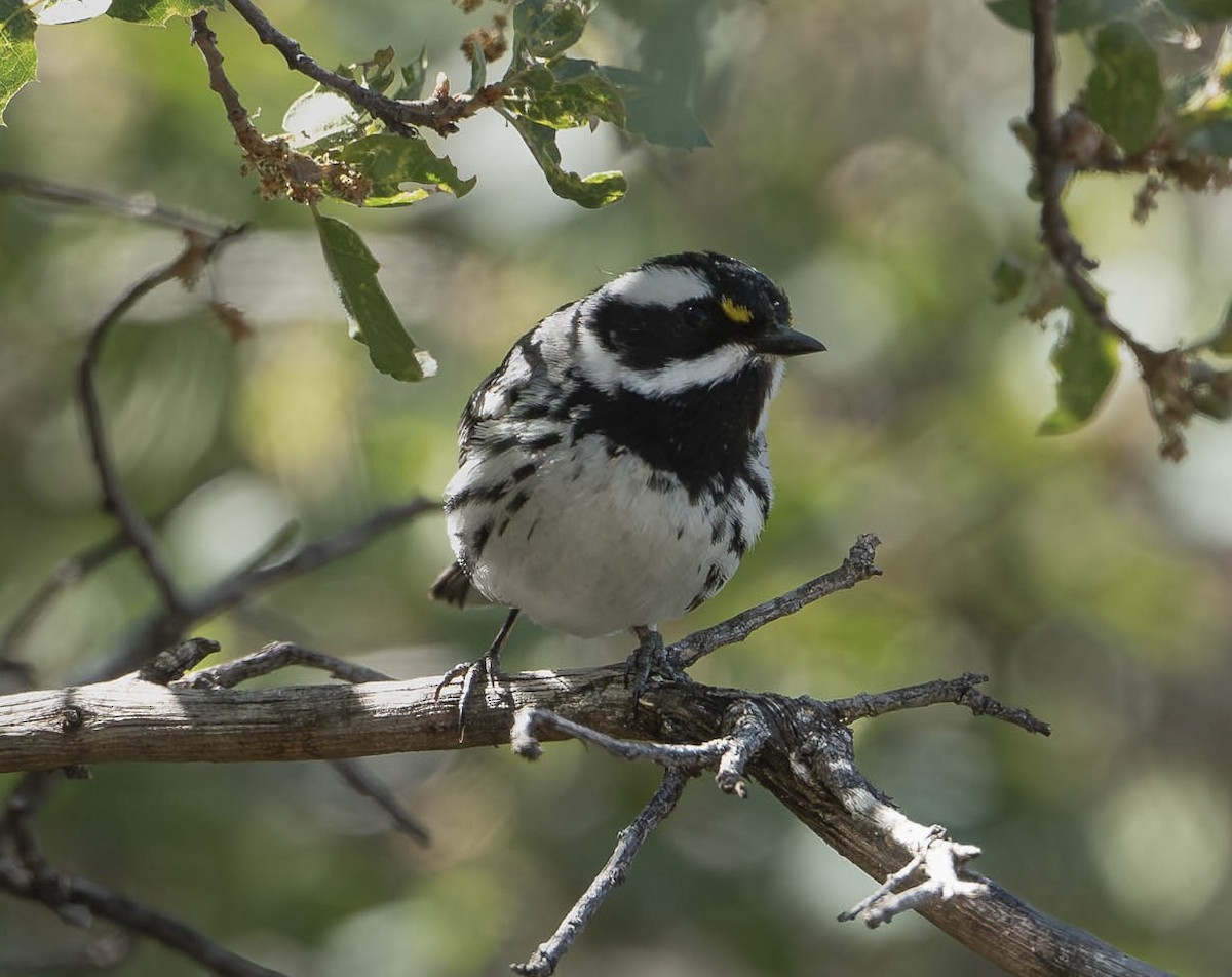 Black-throated Gray Warbler - ML619314383