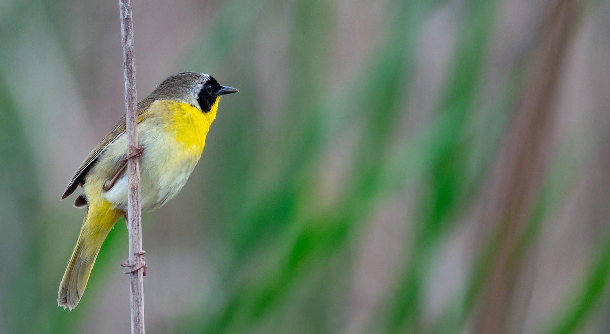 Common Yellowthroat - eildert beeftink