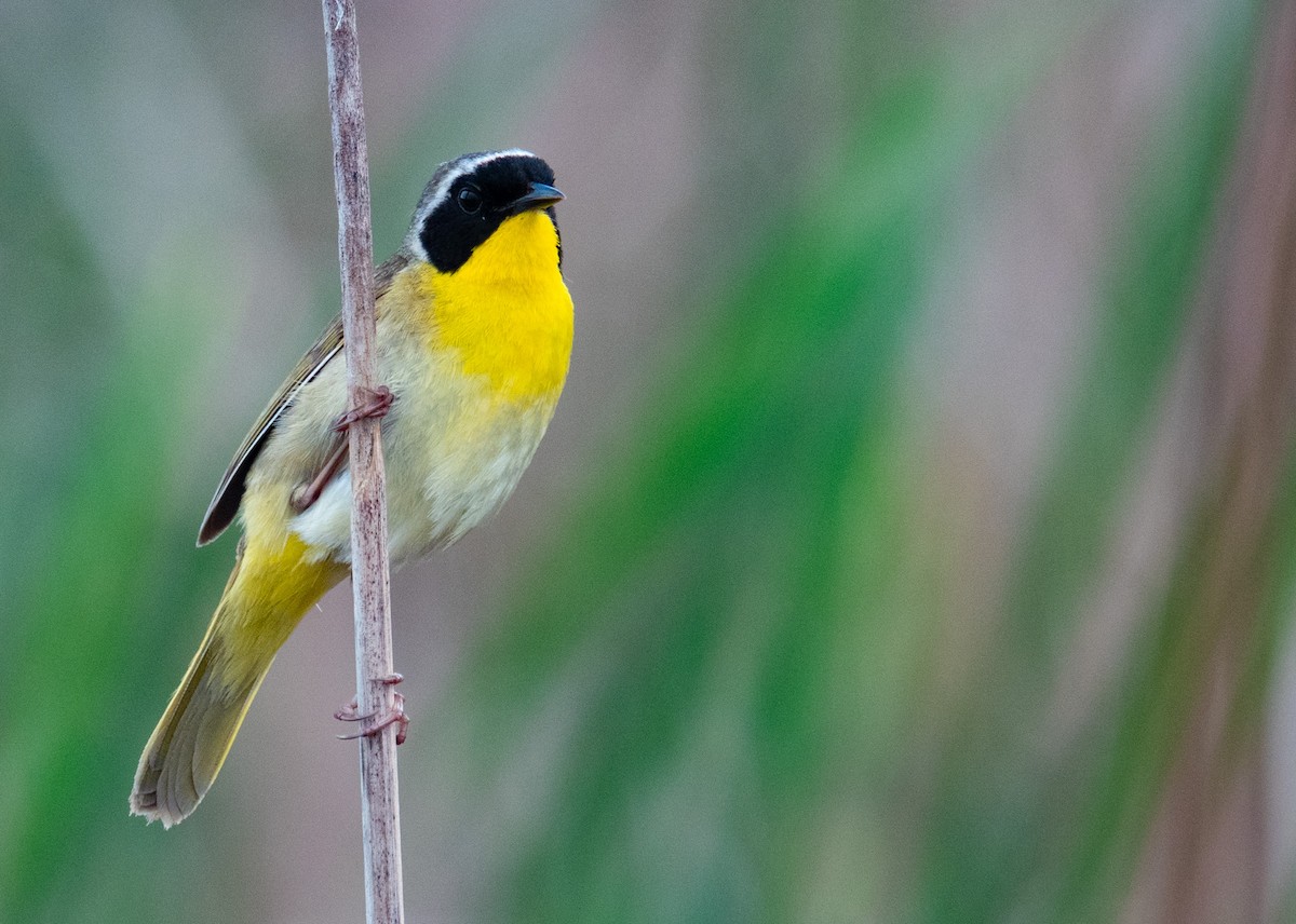 Common Yellowthroat - ML619314389