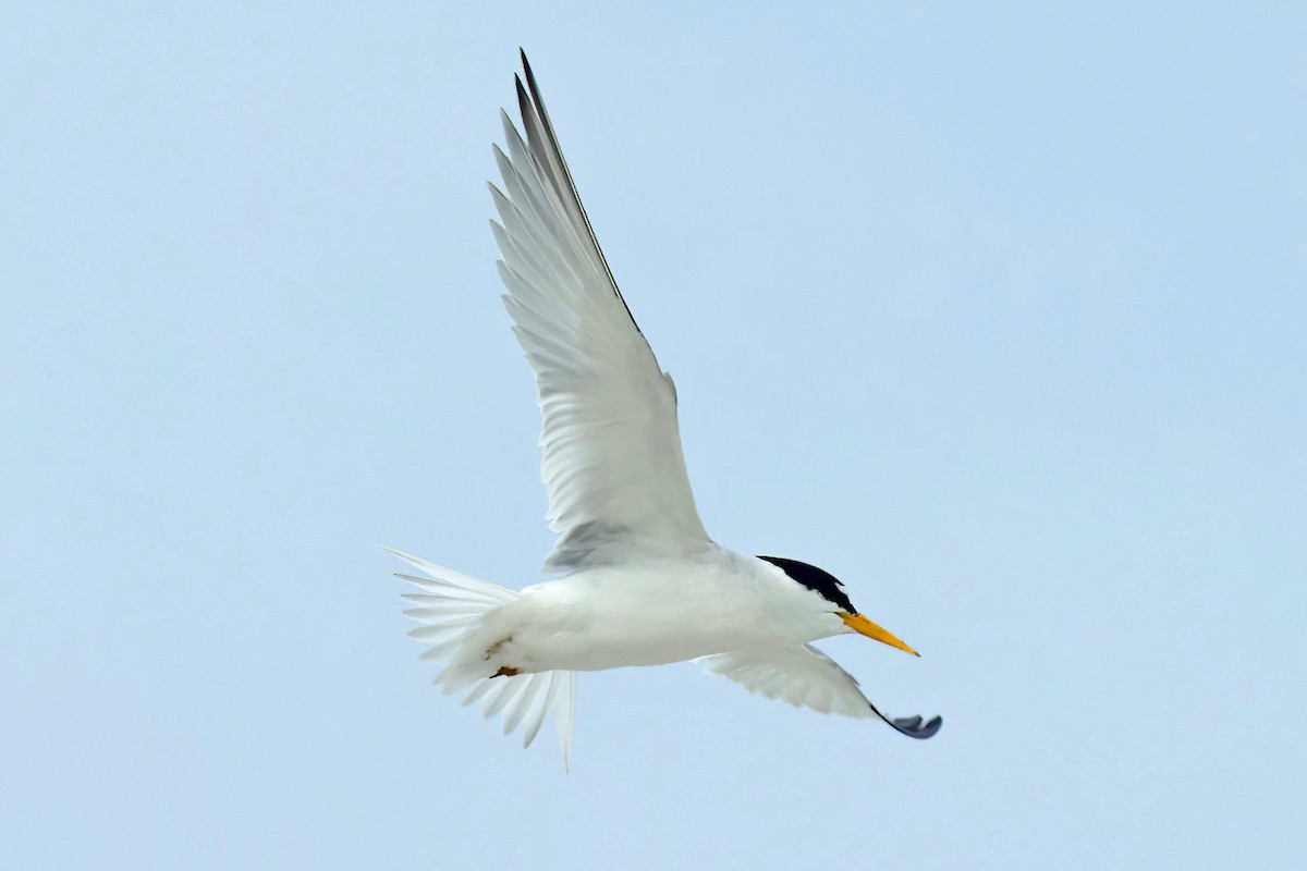 Least Tern - ML619314390