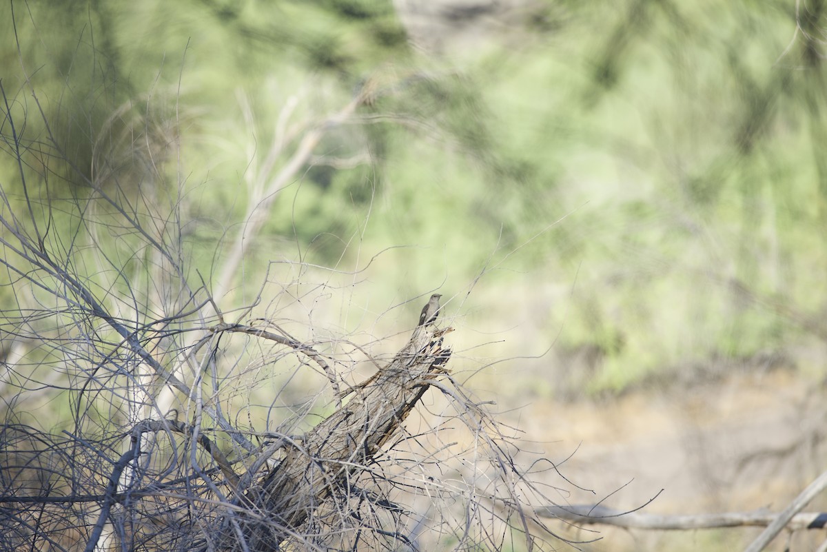 Northern Mockingbird - Robert Carter