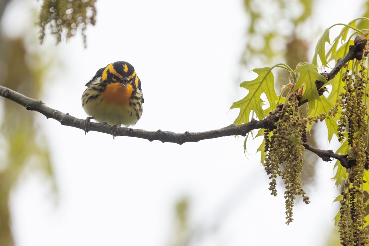 Blackburnian Warbler - Harris Stein